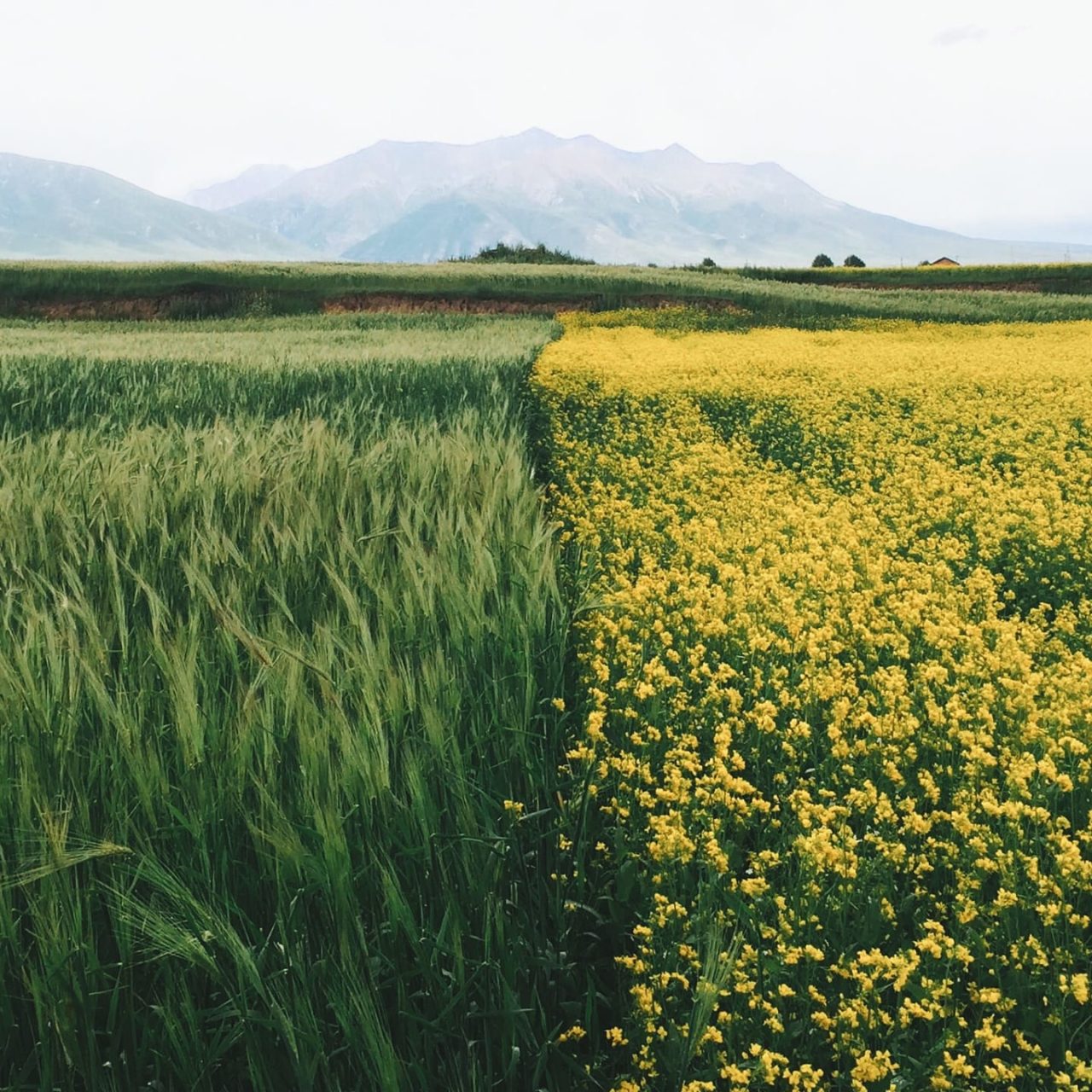 Nhìn ra thế giới: Kinh nghiệm tăng gấp đô chất hữu cơ trong đất của một nông dân Mỹ